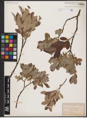 Foto von Salix aurita L. x Salix lapponum L.